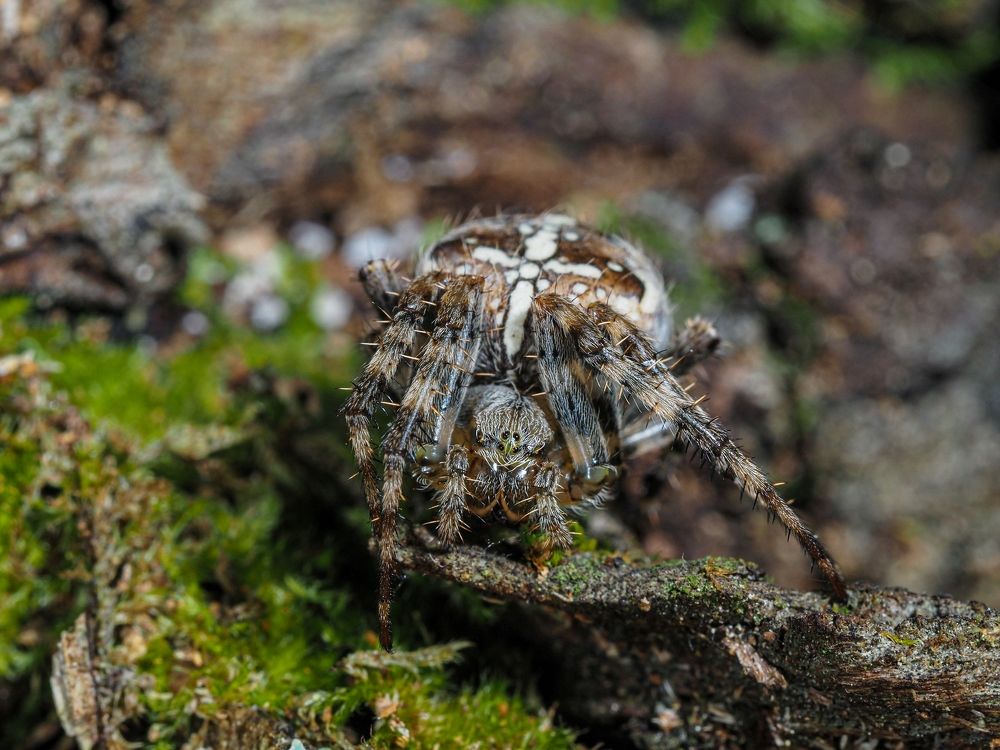 Photograph by Максим Кошелев