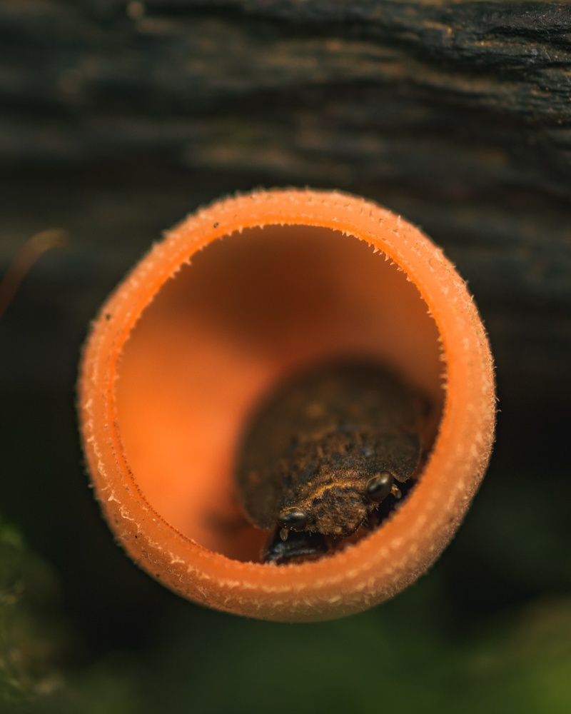 Photograph by Fabricio Segura