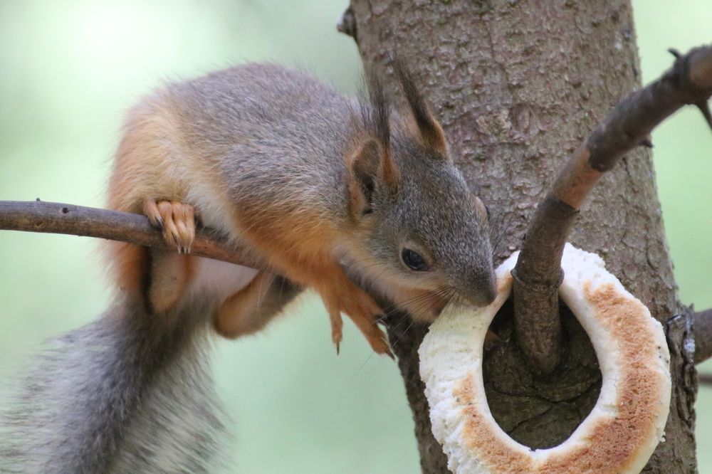 Photograph by Евгения Малафеева