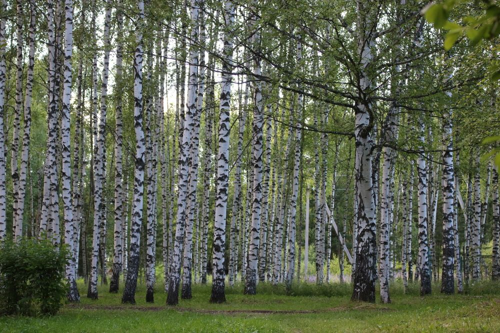 Photograph by Евгения Малафеева
