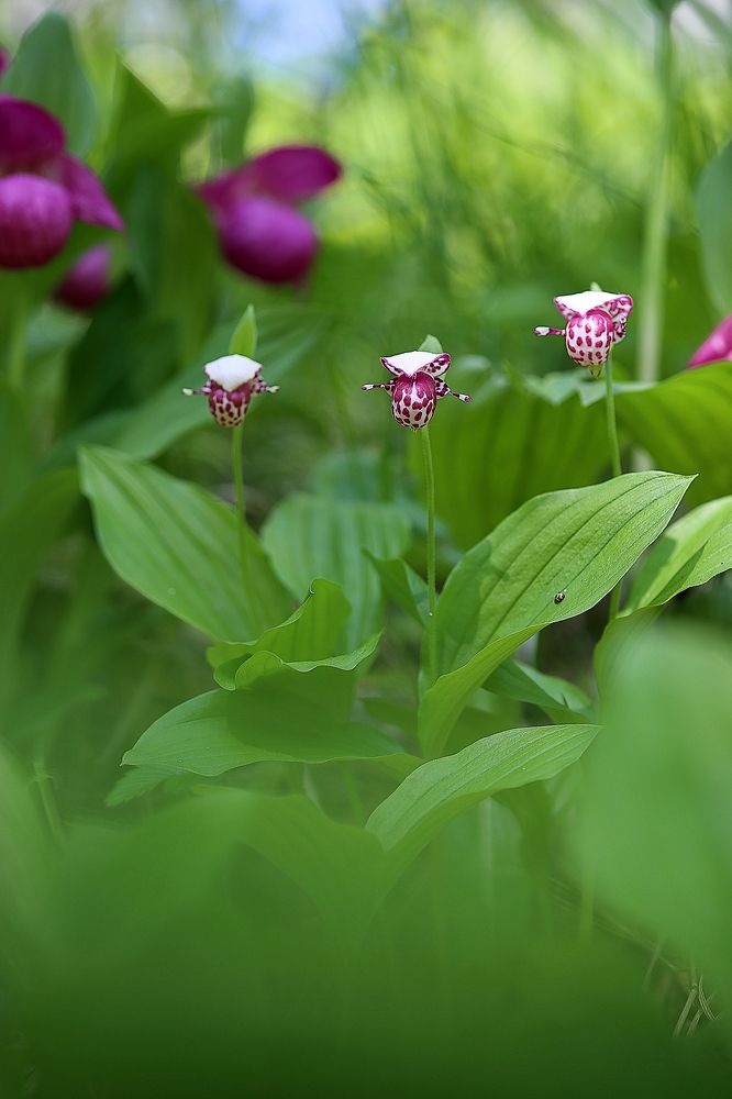 Тройка башмачков