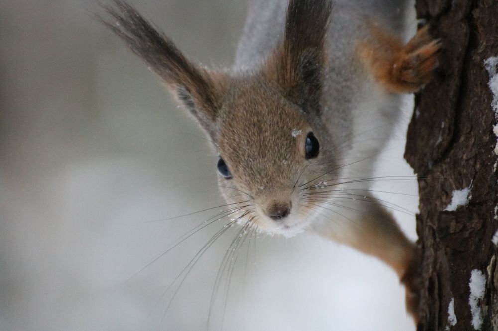Photograph by Евгения Малафеева