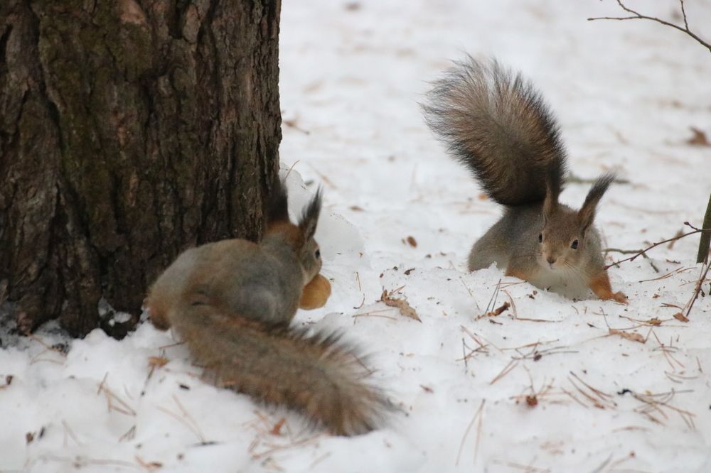 Photograph by Евгения Малафеева