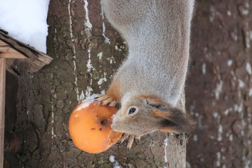 Photograph by Евгения Малафеева