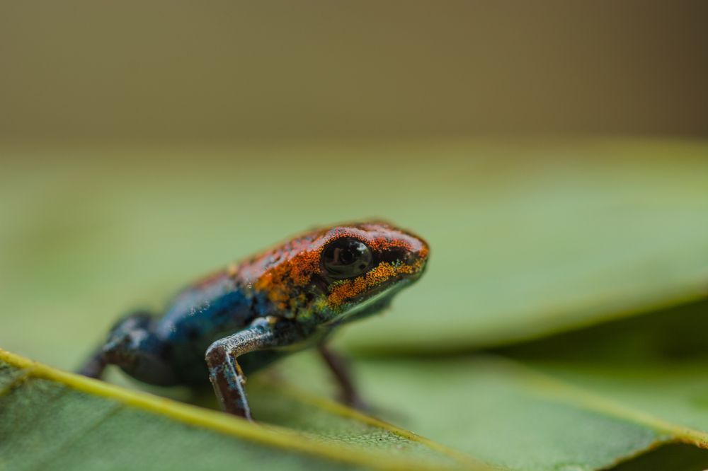 Photograph by Fabricio Segura