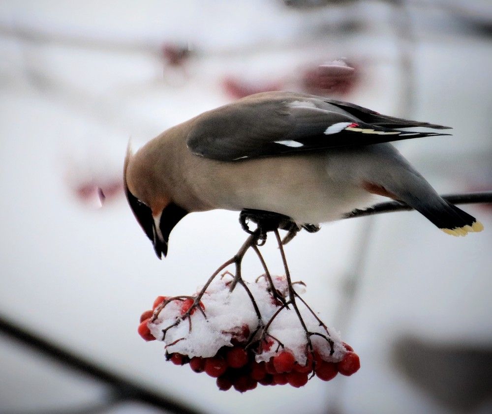 Photograph by Евгения Малафеева
