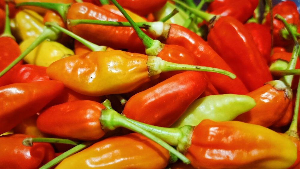 Photograph by Anton Bayu Samudra