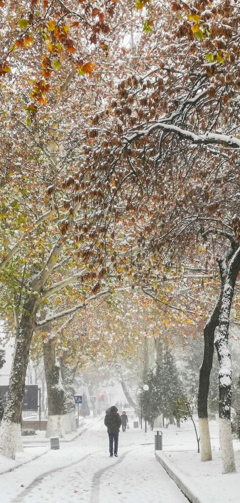 Снег в Ташкенте