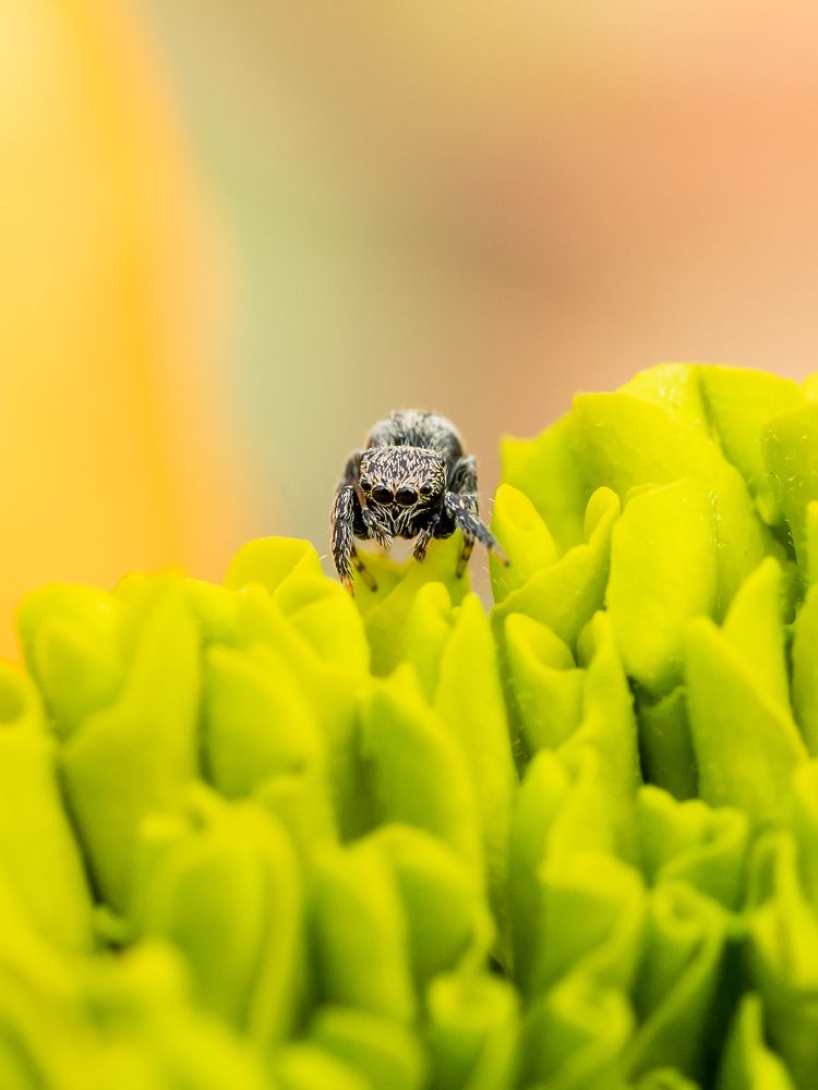 Jumping Spider