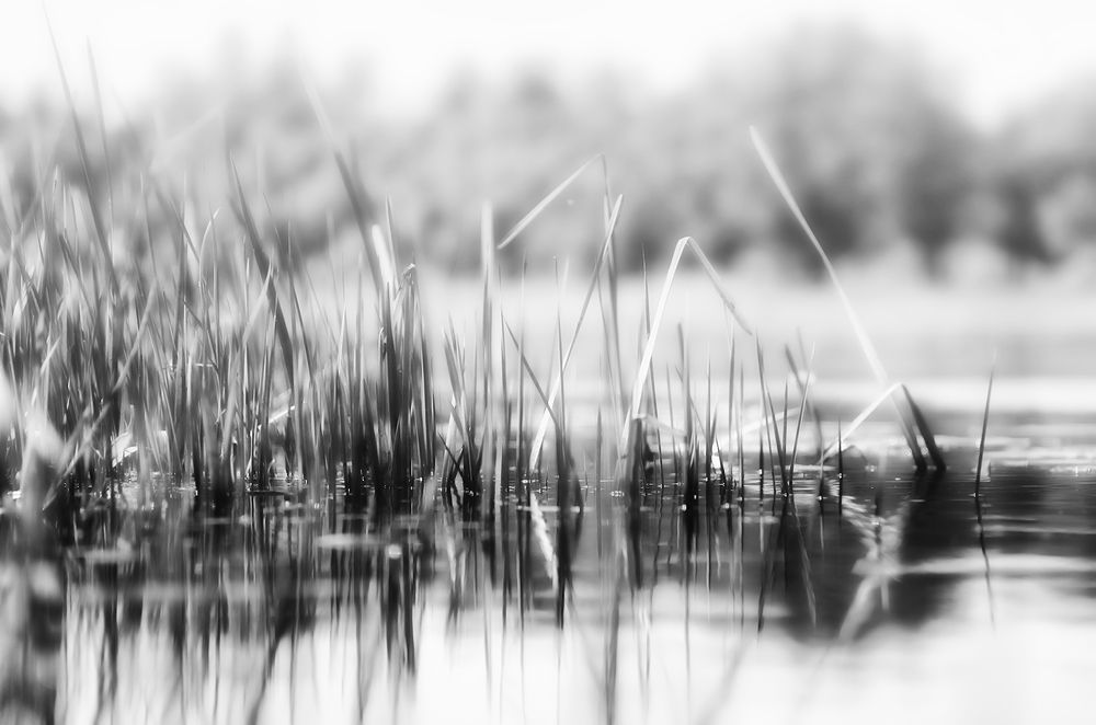 Безымянное речное утро