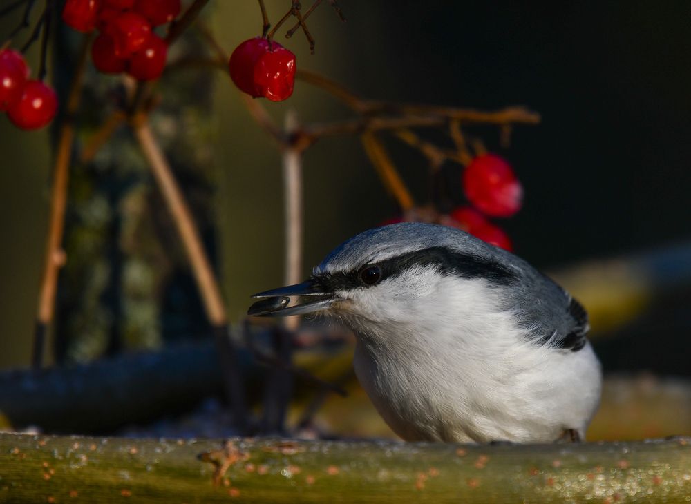 Фотография автора Юрий Калиногорский