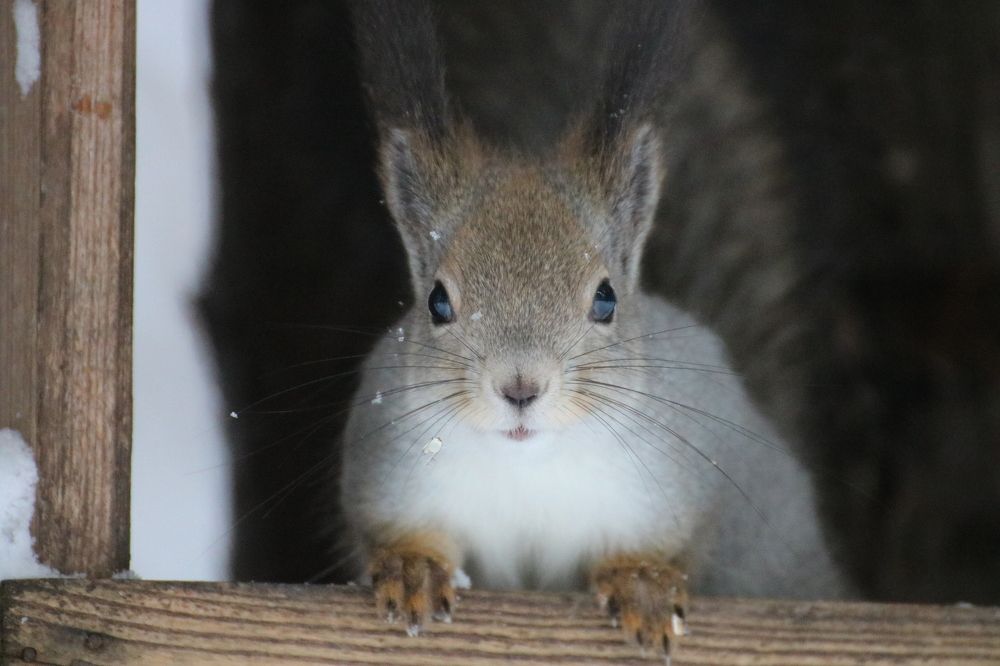 Photograph by Евгения Малафеева