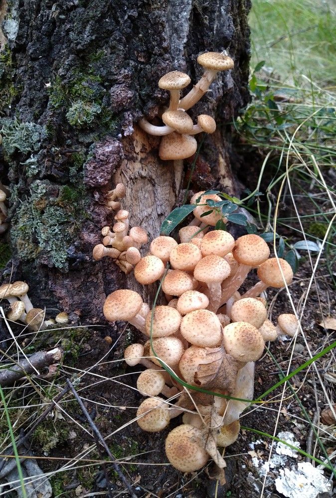 Радость грибника