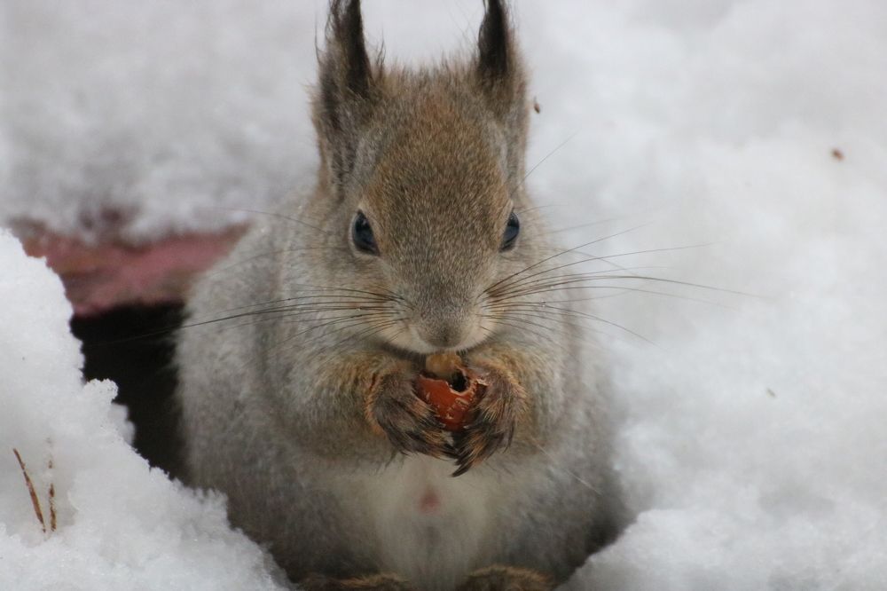 Photograph by Евгения Малафеева