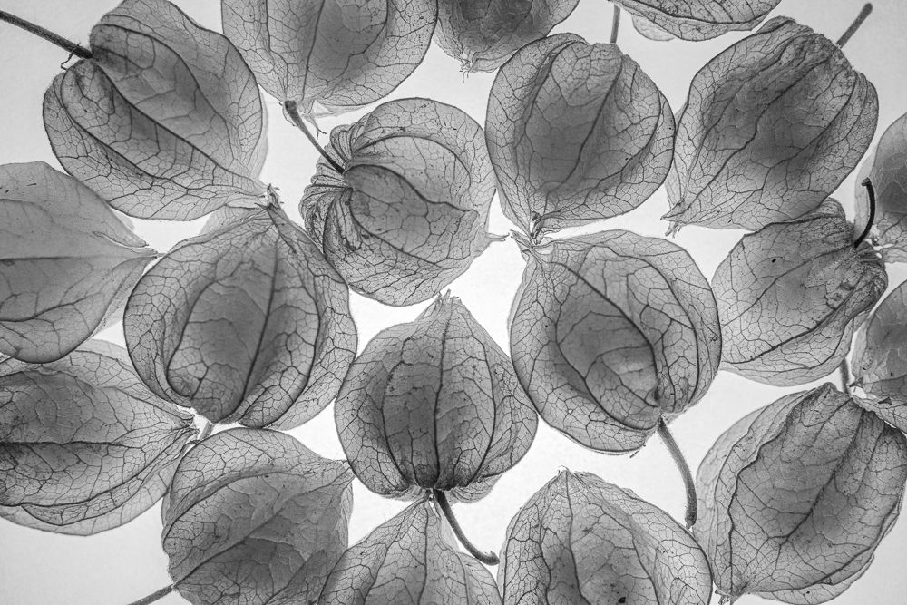 Photograph by João Santos