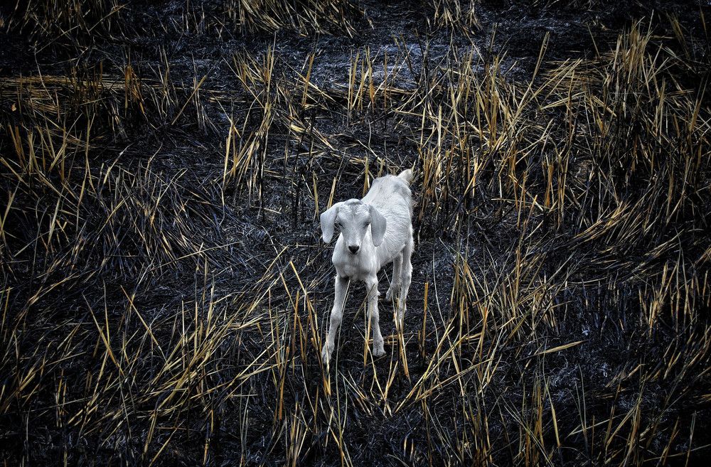 Photograph by Nusky Ahamed Rafeek