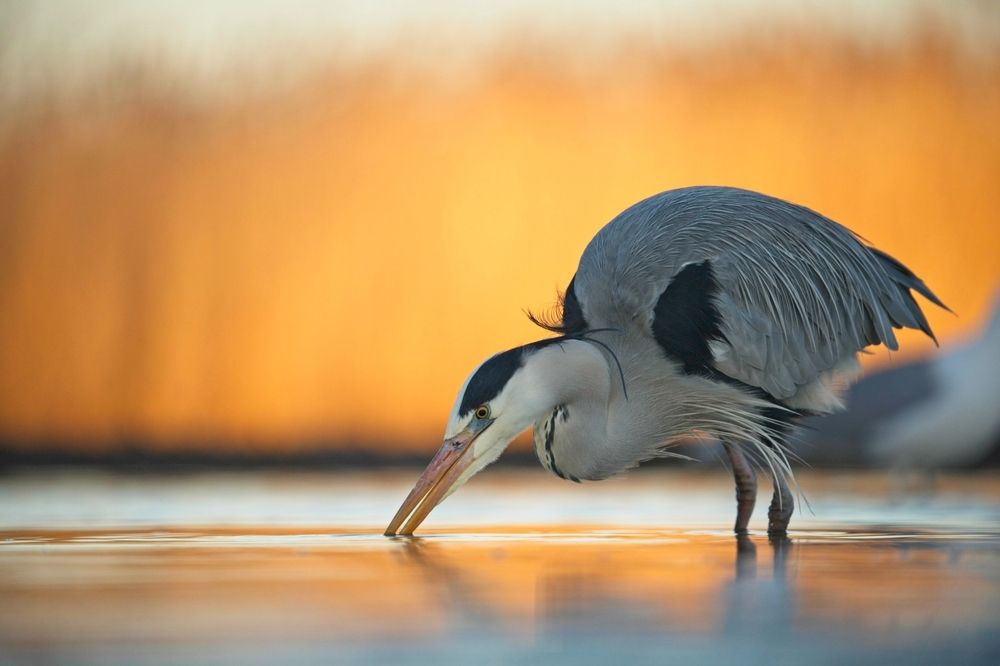 Heron Morning