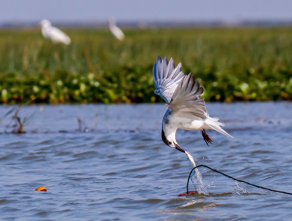 Too hungry to let go!