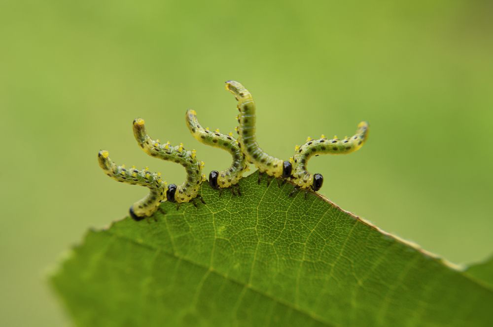 Вредители-акробаты