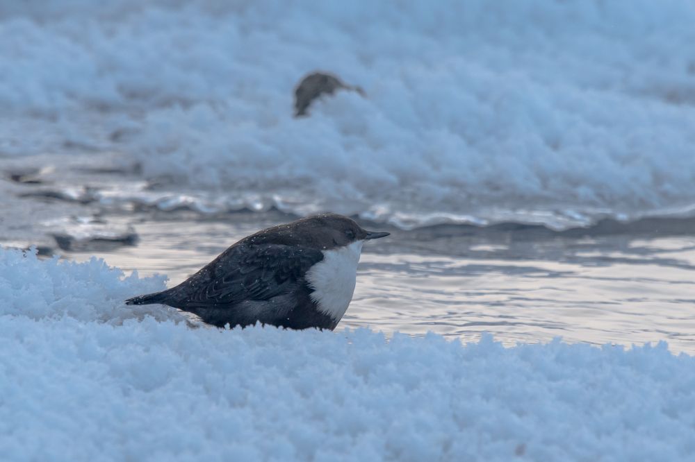 Фотография автора Юрий Калиногорский