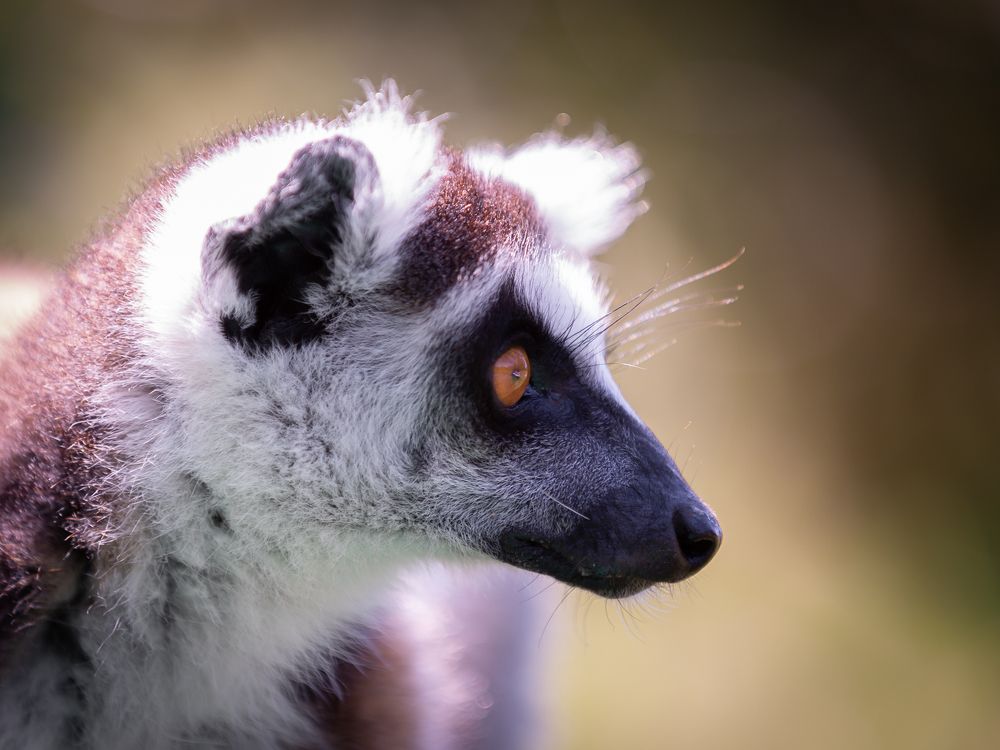 Фотография автора Елена Баврина