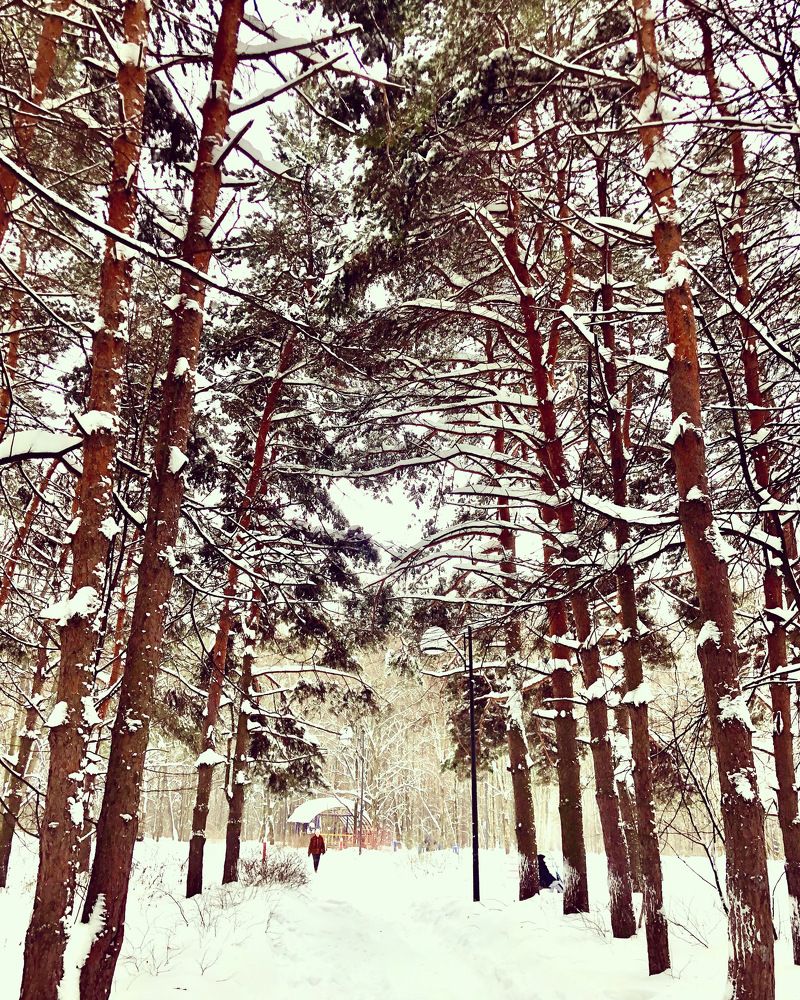 Зимние аллеи