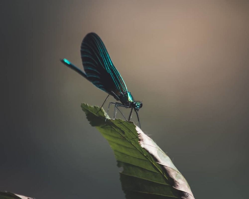 Photograph by saman al sulivany