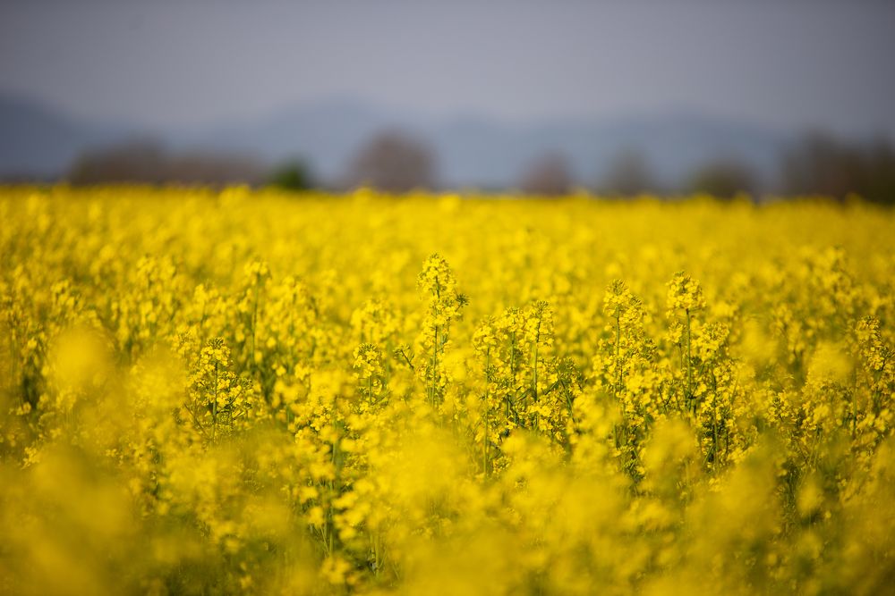 Rapefield