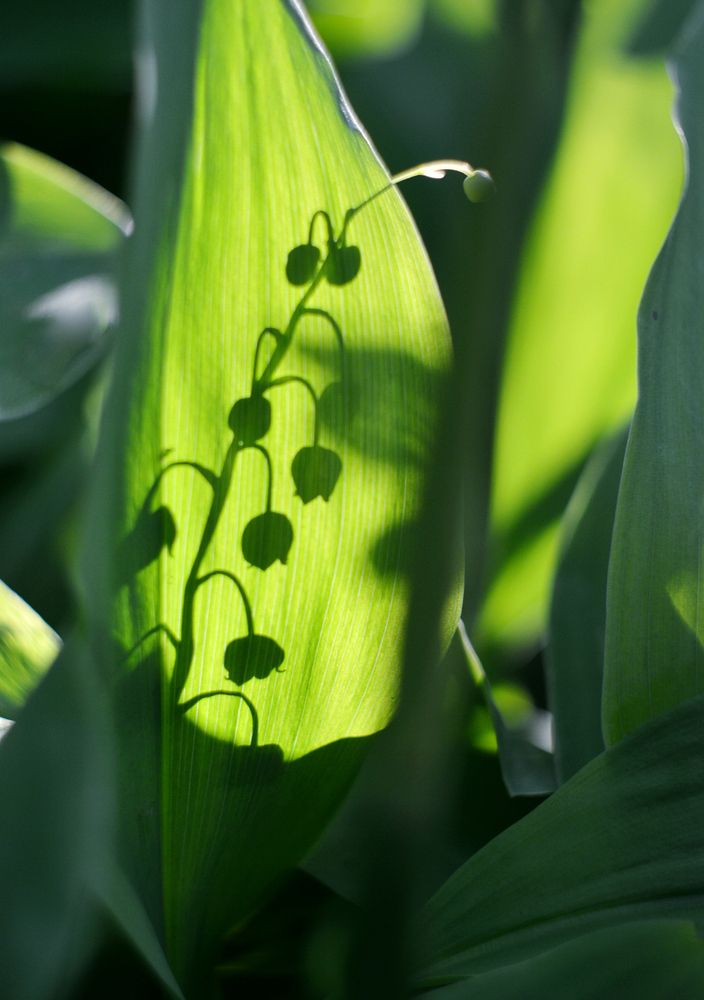 Photograph by Светлана Гок