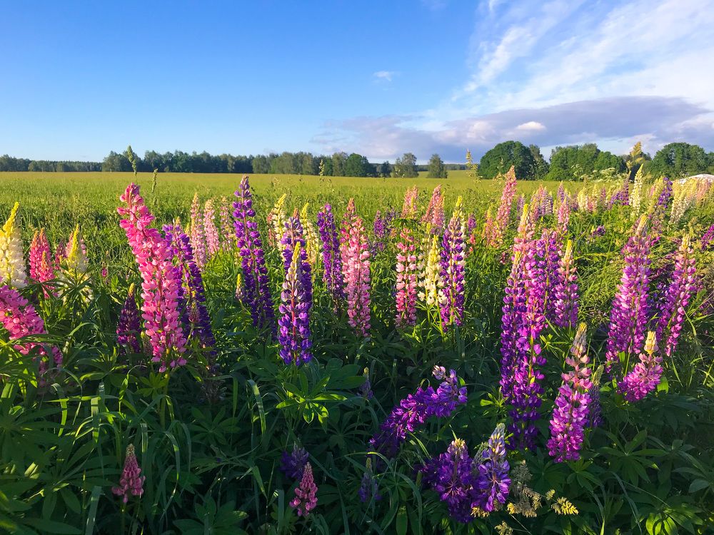 Photograph by Яна Лугинина