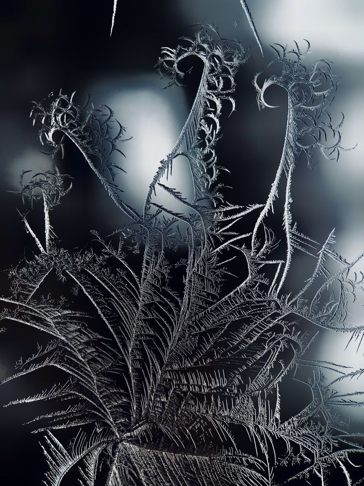 Февральский узор : кони в ночи