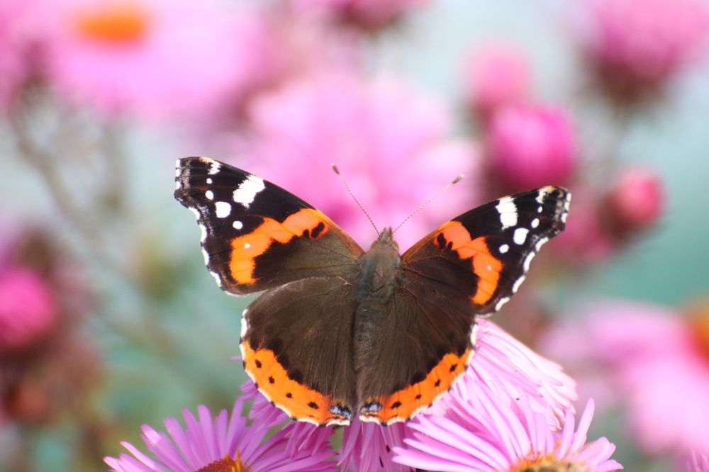 Photograph by Евгения Малафеева