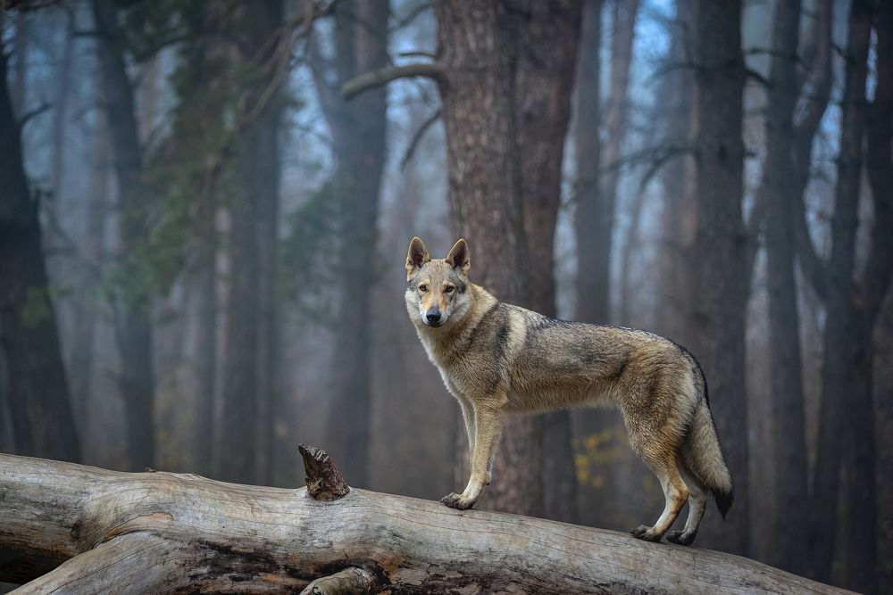 Photograph by Ольга Манёнок