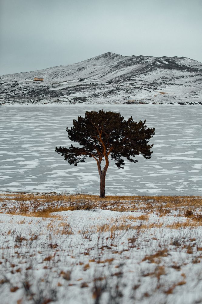 Lonely tree on the Nuku-Nur lake