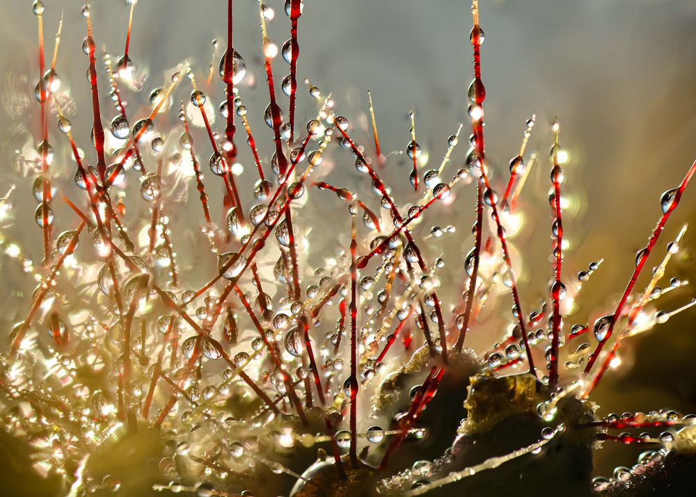 Photograph by Олег Урасов