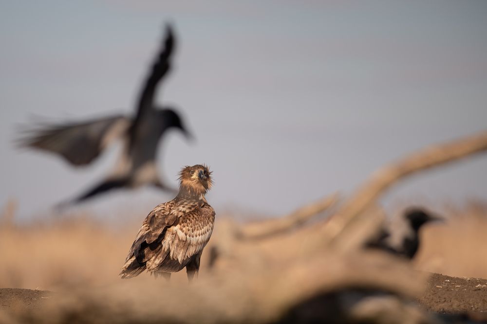 On the shore of the pond