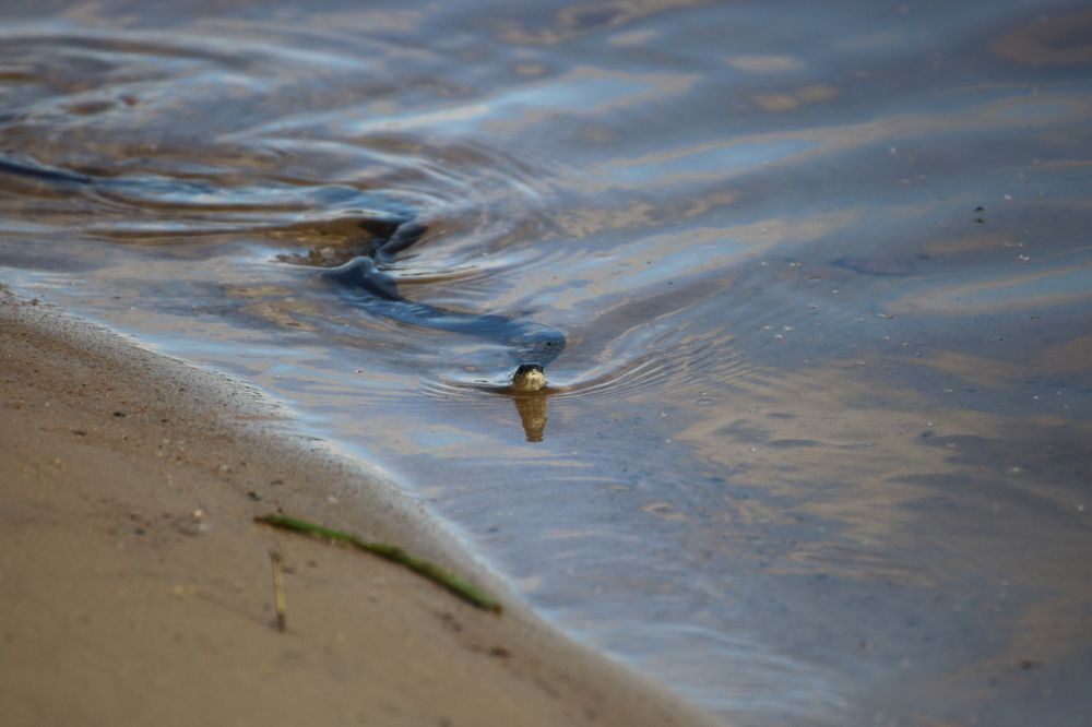 Удачная охота ужа