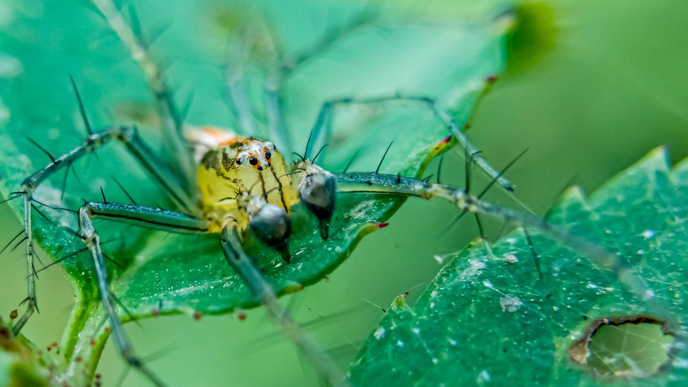 Spider- Oxyopes waiting to catch the Prey