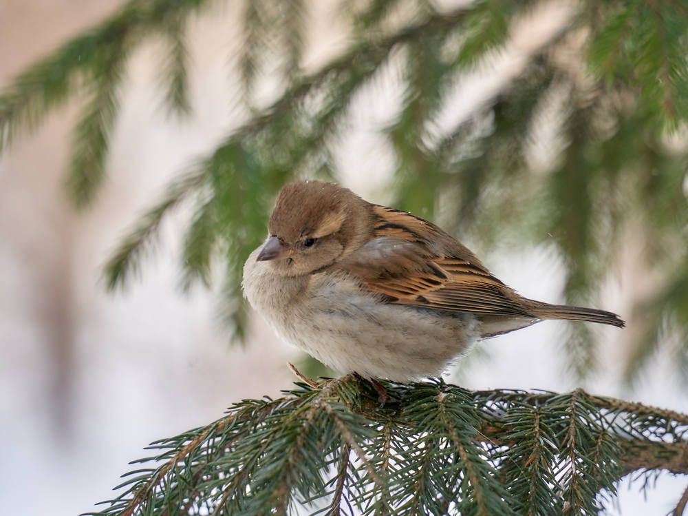 Photograph by Елена Мормоль