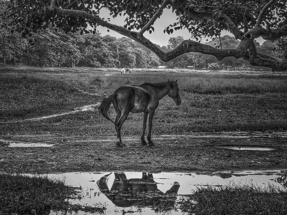 THE HORSE REFLECTION