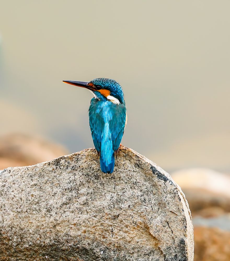 KINGFISHER ON THE ROCK