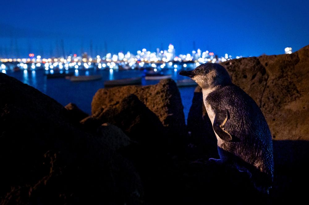 Small Peguin Big City