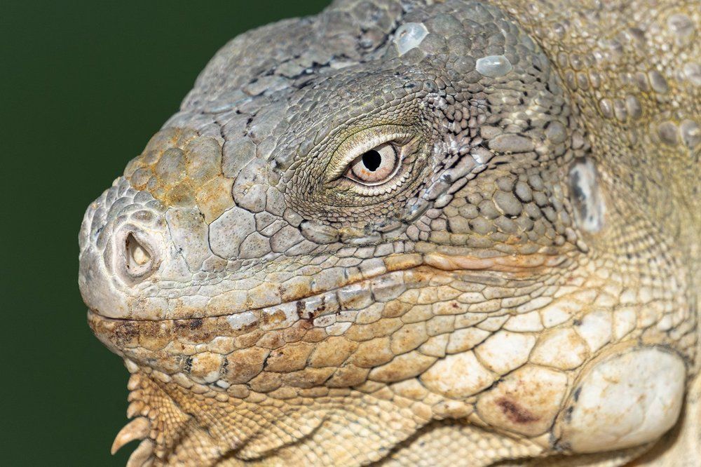 Фотография автора Julia A Caesar