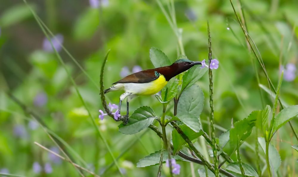 PURPLE RUMPED SUNBIRD IN HABITAT