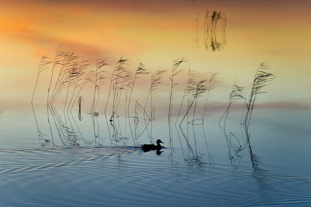 Photograph by Сергей Богородский