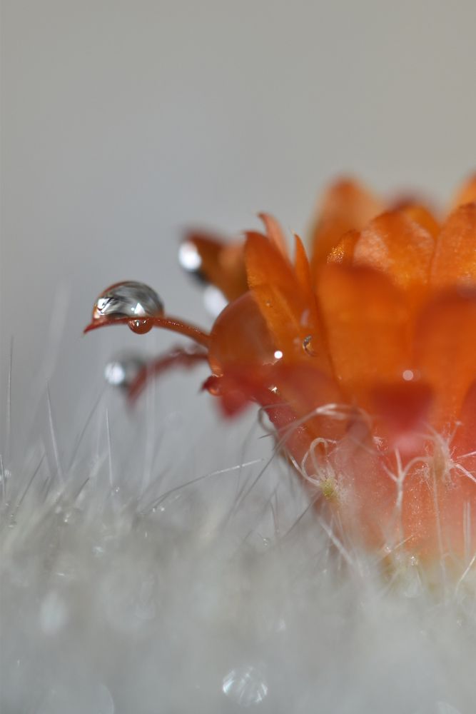 Фотография автора Мария Рохмистрова