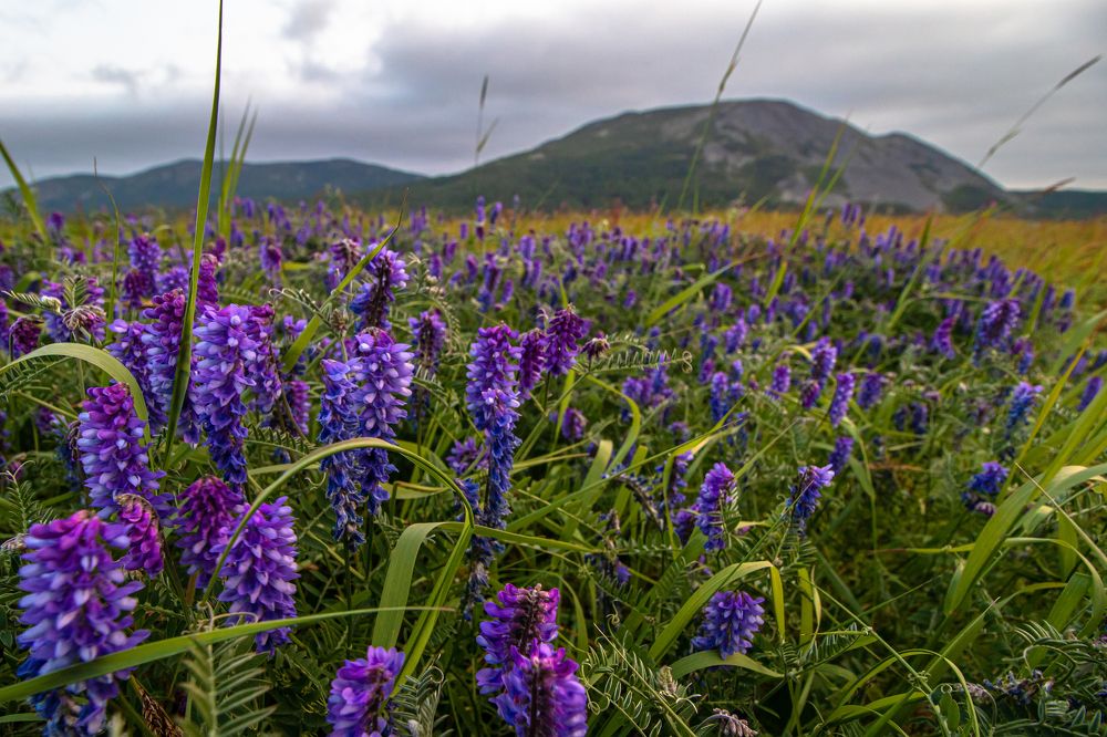 Мышиный горошек на фоне сопки Пионерская. Камчатка