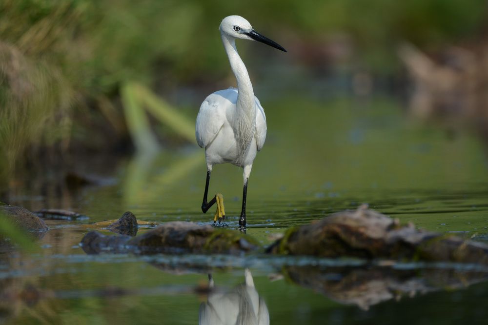 Дама в поиске.