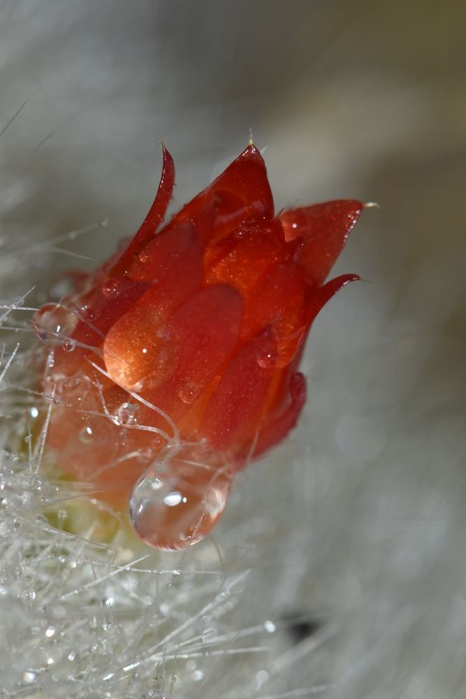 Фотография автора Мария Рохмистрова