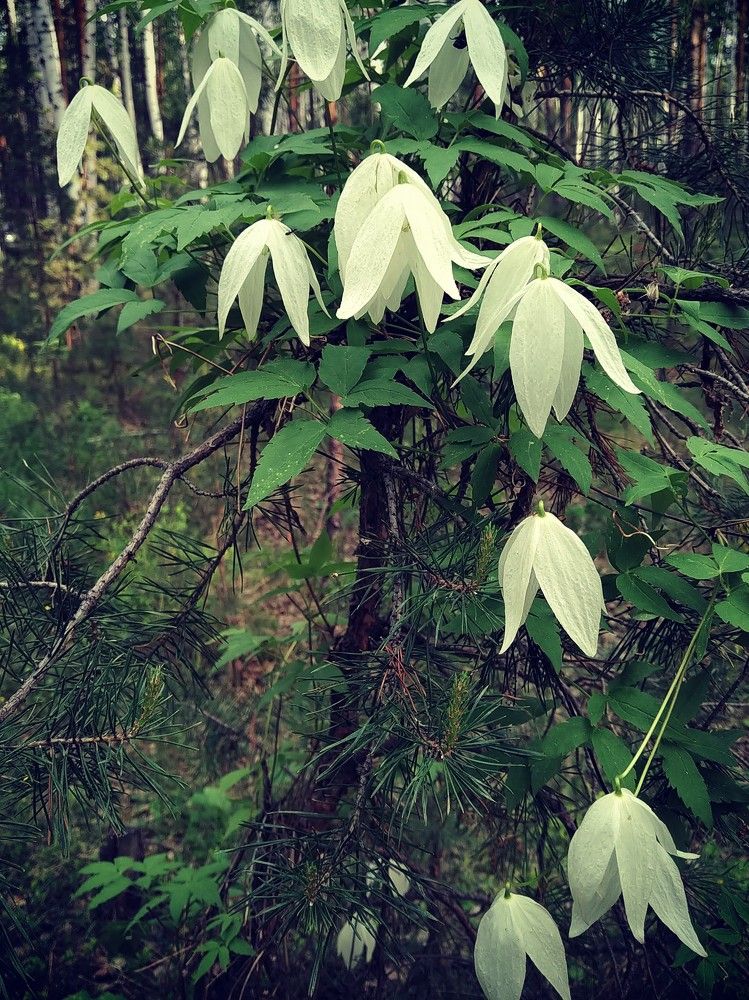 Дикий хмель